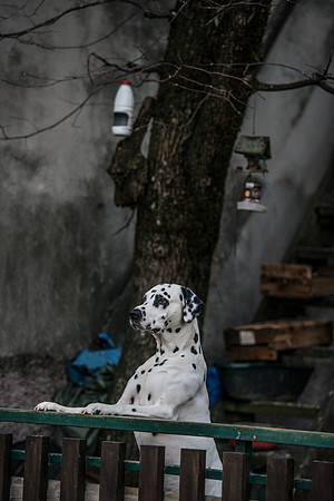 _DSC1896