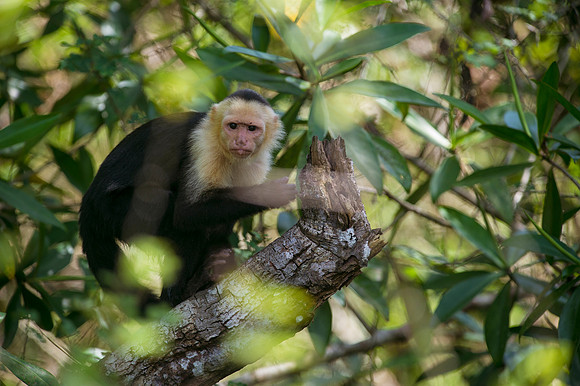 monkey DSC_4363