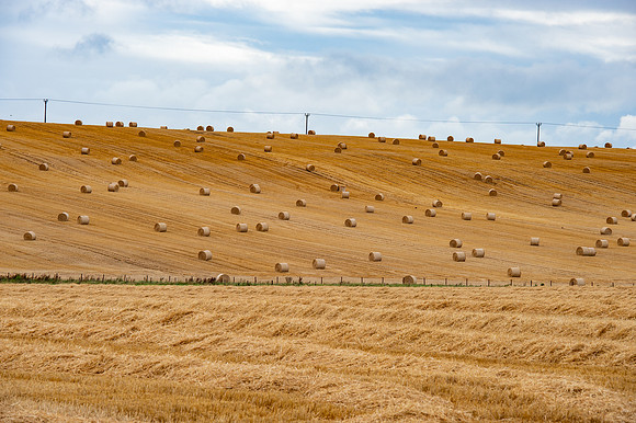 barley  DSC_1502