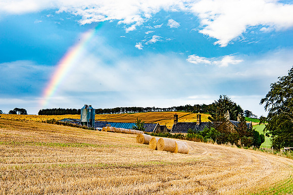 Barley FieldsDSC_1638