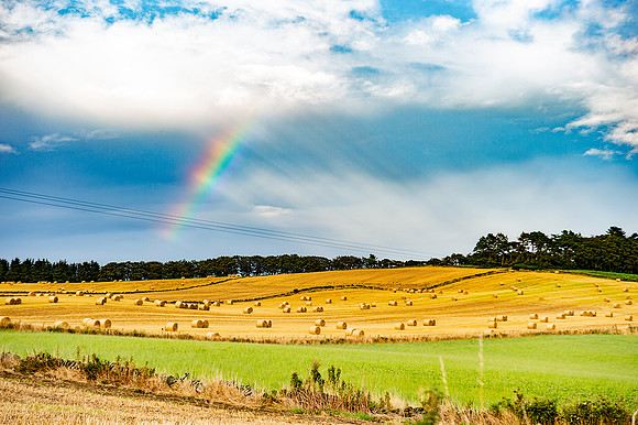 Barley FieldsDSC_1655
