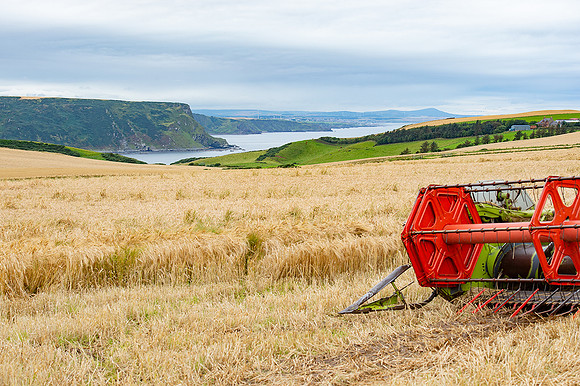 Barley FieldsDSC_1817