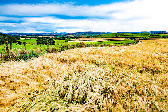 Barley FieldsPLG_0246