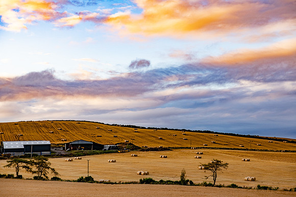 Barley FieldsPLG_0487
