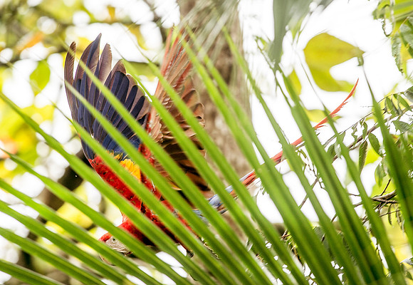 MacawDSC_5868