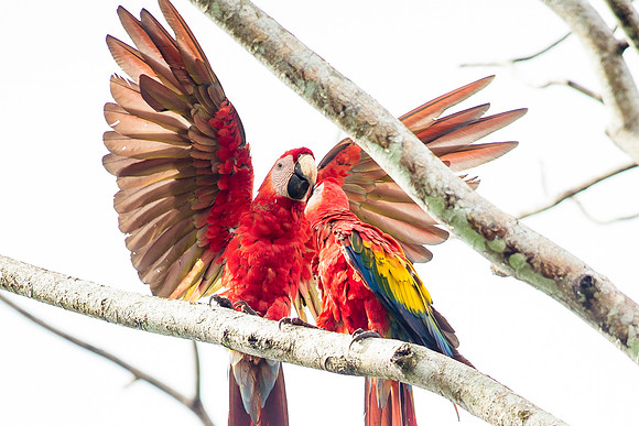 MacawDSC_5898