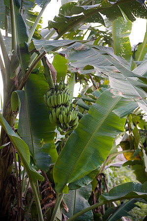Hoa Binh Jungle_PLG8064