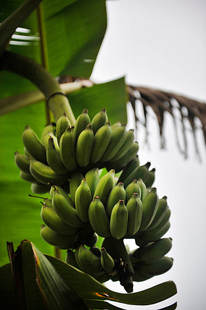 Hoa Binh Jungle_PLG8156