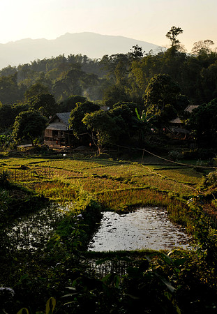 Hoa Binh Jungle:paddy fields_PLG7960
