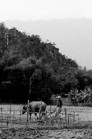 Hoa Binh Jungle:Paddy fields_PLG8099