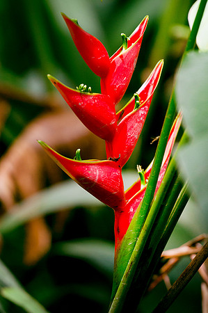 Heliconia DSC_7631