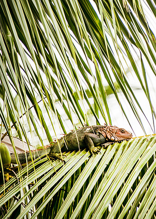 Green Iguana 6973
