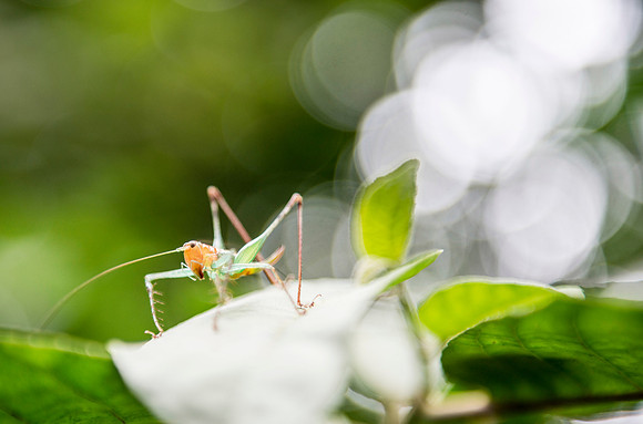 Grasshopper DSC_5775