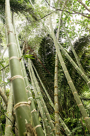 Gnobe Bamboo trees DSC_5609