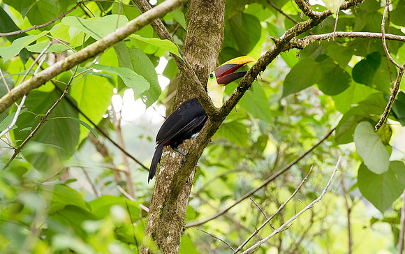 Toucan DSC_4878