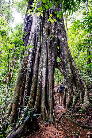 Strangler fig tree Rain forest  DSC_8158