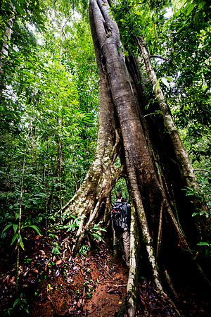 Strangler fig tree Rainforest DSC_8227