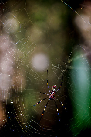 Spider Golden silk orb weaver DSC_7835