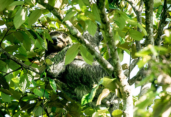 Sloth Lapa Rios DSC_8259