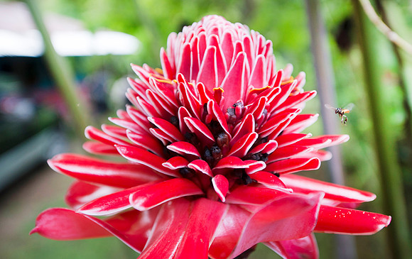 Rio Tigre Red ginger Lily  DSC_7156