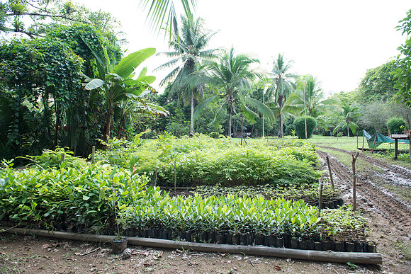 Osa Conservation DSC_7519