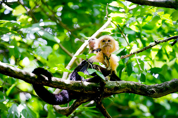 MonkeysDSC_7579