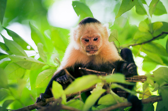 MonkeysDSC_7600