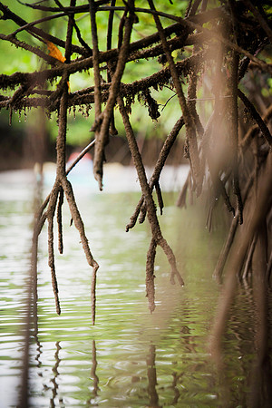 Mangroves Gulfo Dulce DSC_6499