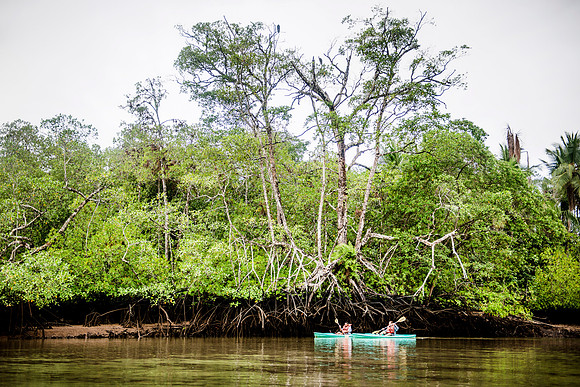 Mangroves Gulfo Dulce DSC_6506