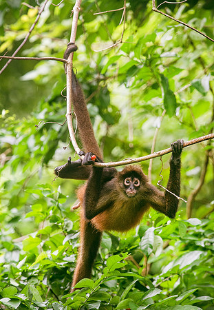 MonkeysDSC_7040