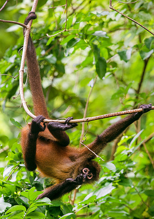 MonkeysDSC_7023
