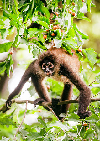 MonkeysDSC_7101