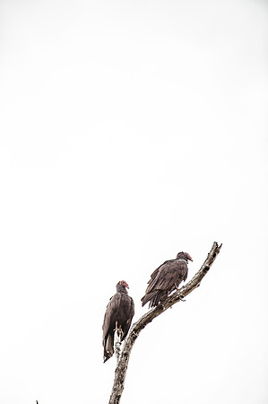 Homestay Vultures DSC_4528
