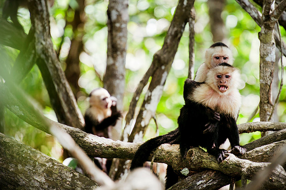 Monkeys DSC_4219