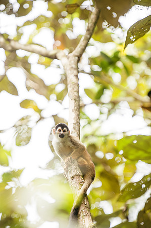 Monkey DSC_4064