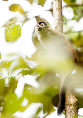 Monkey DSC_4074