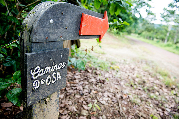 Camino de Osa DSC_5856