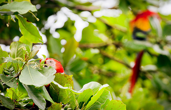 Macaw DSC_5750