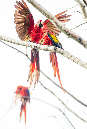Macaw DSC_5898