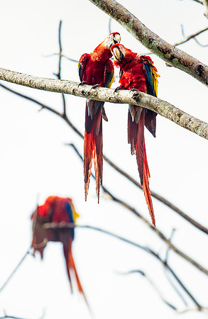 Macaw DSC_5939