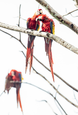 Macaw DSC_5943
