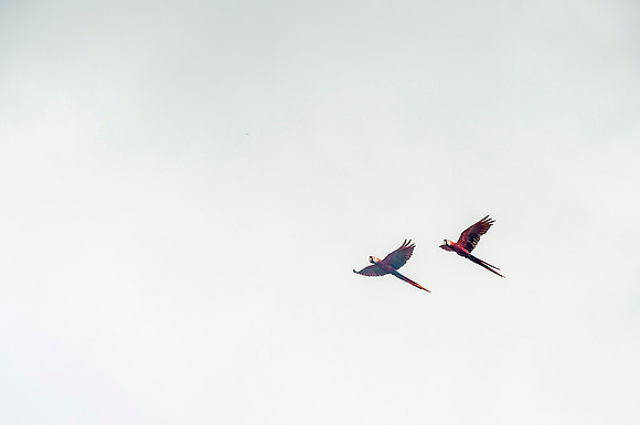 Macaw DSC_6073