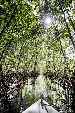 Mangrove DSC_4975