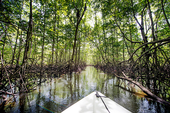 Mangrove DSC_4978