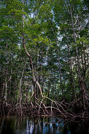 Mangrove DSC_5066