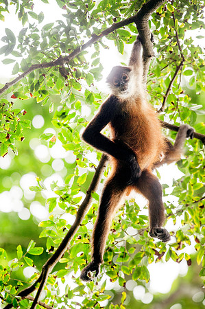 Monkey (Spider) DSC_7260