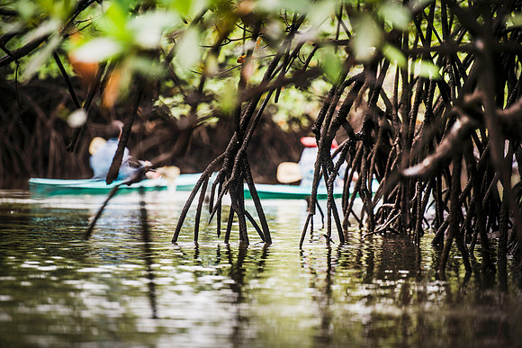 Mangroves Gulfo Dulce DSC_6675