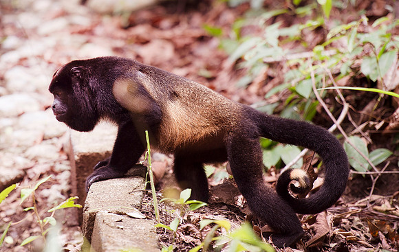 Monkey DSC_7484