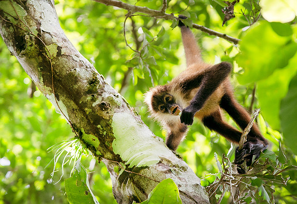 MonkeysDSC_6583