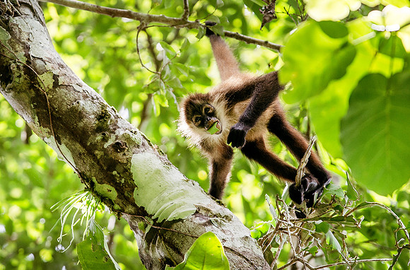MonkeysDSC_6600-2